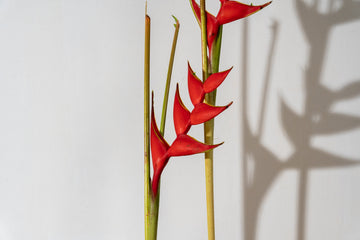 Haeliconias